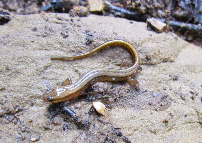 Northern Two-lined Salamander